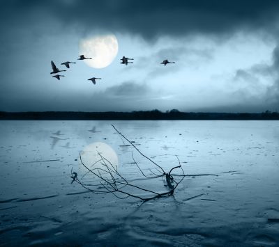 Lago Iluminado por la Luna con Aves