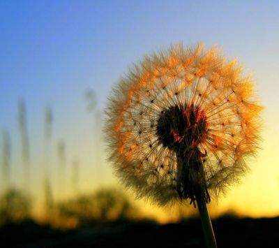Diente de león al atardecer