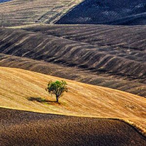 Paisaje sereno con árbol solitario