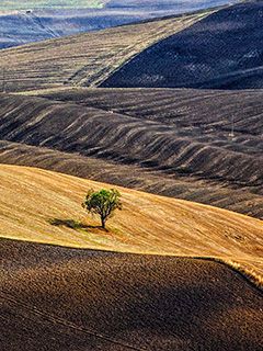 Paisaje sereno con árbol solitario