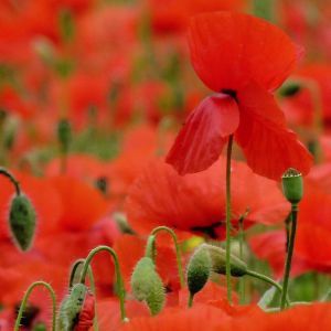 Campo de Amapolas Rojas