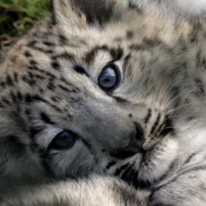 Cachorro de Leopardo de Nieve