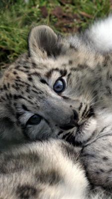 Cachorro de Leopardo de Nieve