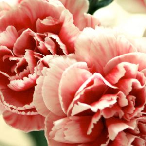 Hermosas Claveles Rosados