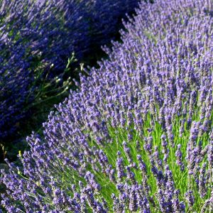 Campos de Lavanda en Flor