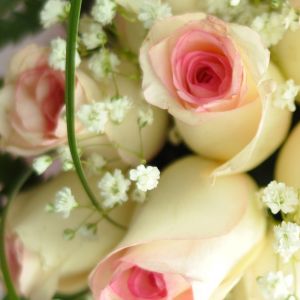 Hermoso ramo de rosas rosas