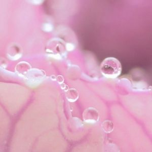 Flor Rosa con Gotas de Agua