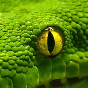 Primer Plano de una Serpiente Verde