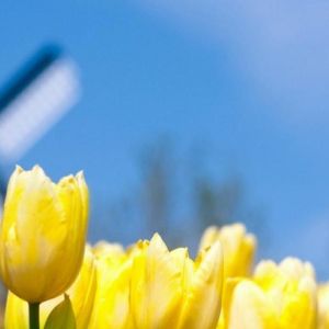 Tulipanes Amarillos Brillantes en Flor