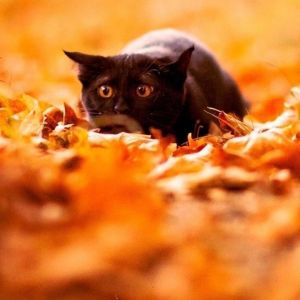 Gato Negro en Hojas de Otoño