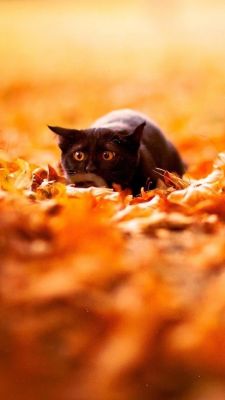 Gato Negro en Hojas de Otoño