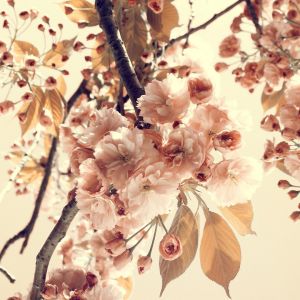 Hermosa Flor de Cerezo