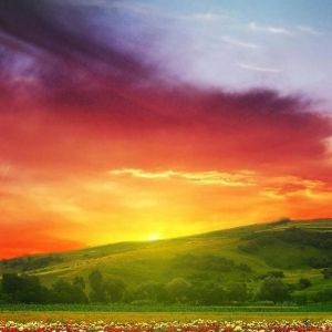 Atardecer Colorido Sobre Campo de Flores