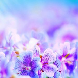 Flores Moradas Vibrantes