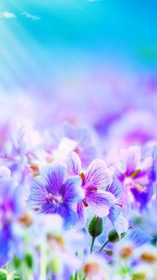 Flores Moradas Vibrantes