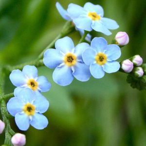 Flores Azules Delicadas