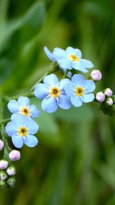Flores Azules Delicadas