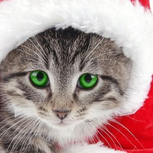 Gato Navideño Adorable