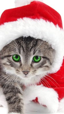 Gato Navideño Adorable
