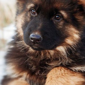Cachorro Adorable