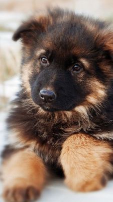 Cachorro Adorable