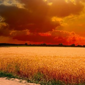 Campo de Trigo Dorado al Atardecer