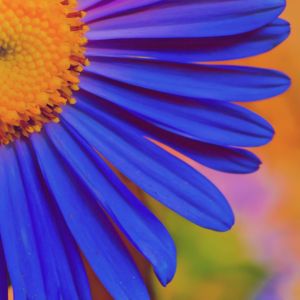 Flor Azul Vibrante