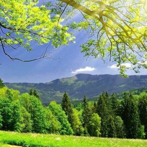 Paisaje Verde
