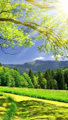 Paisaje Verde