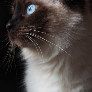 Gato Siamés con Ojos Azules
