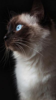 Gato Siamés con Ojos Azules