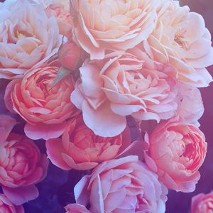 Hermosas Rosas Rosadas