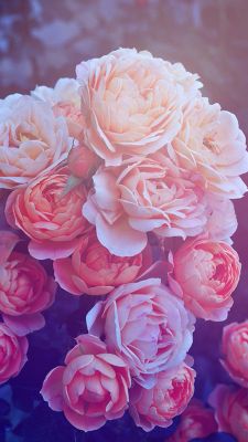 Hermosas Rosas Rosadas