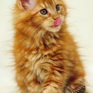 Gatito Maine Coon Adorable