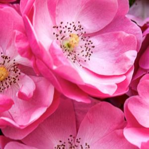 Hermosas Flores Rosadas