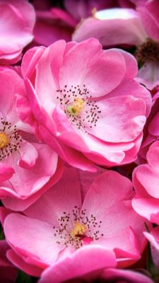 Hermosas Flores Rosadas