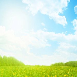 Pradera soleada con margaritas