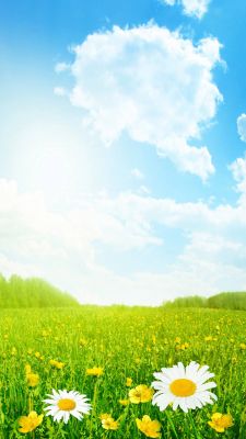 Pradera soleada con margaritas