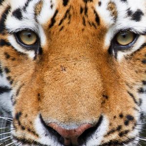 Primer Plano de un Tigre Majestuoso
