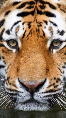 Primer Plano de un Tigre Majestuoso
