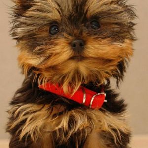 Adorable Cachorro Yorkshire Terrier