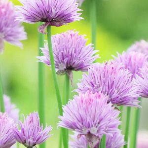 Flores de Cebollino Moradas
