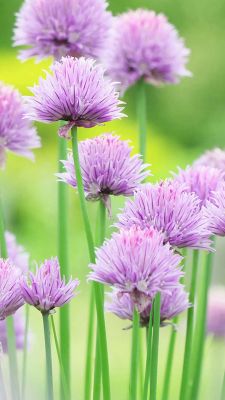 Flores de Cebollino Moradas