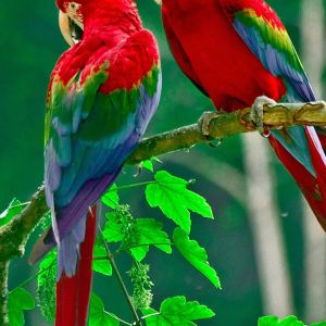 Guacamayos Coloridos en una Rama