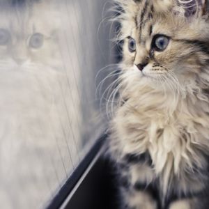 Gatito Lindos Junto a la Ventana