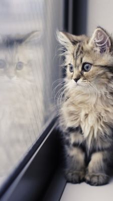Gatito Lindos Junto a la Ventana