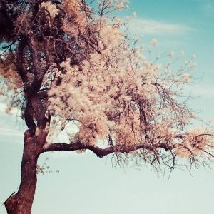 Árbol y Banco Serenos