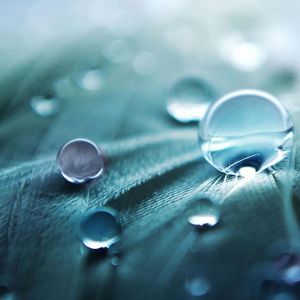 Gotas de agua en una hoja