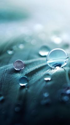 Gotas de agua en una hoja