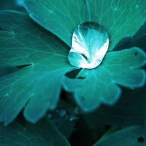 Hojas Verdes Serenas con Gotas de Agua